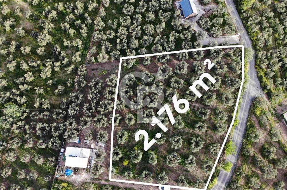 Mudanya Dereköy'de Yola Cephe Köy Merkezine Çok Yakın Zeytinlik