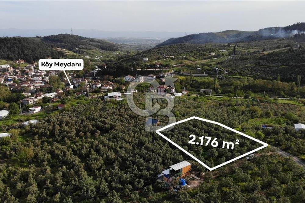 Mudanya Dereköy'de Yola Cephe Köy Merkezine Çok Yakın Zeytinlik