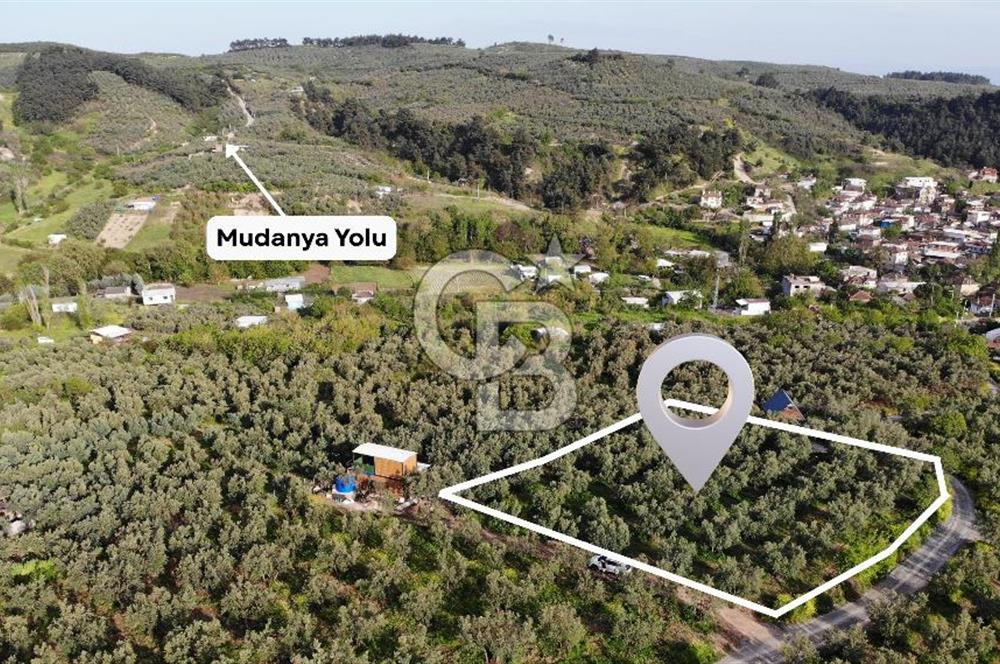 Mudanya Dereköy'de Yola Cephe Köy Merkezine Çok Yakın Zeytinlik