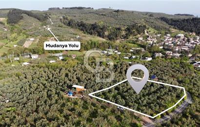 Mudanya Dereköy'de Yola Cephe Köy Merkezine Çok Yakın Zeytinlik