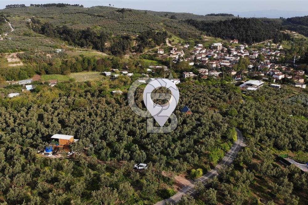 Mudanya Dereköy'de Yola Cephe Köy Merkezine Çok Yakın Zeytinlik