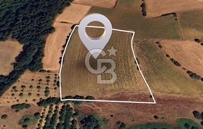 BURSA YENİŞEHİR SELİMİYE'DE 11.850 m² YATIRIM FIRSATI!