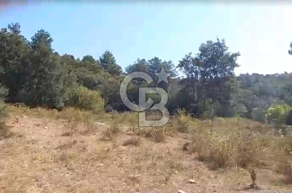 Çanakkale Ayvacık’da Ormana Cephe, Sınırından Dere Akan, Lokasyon Harikası 8,5 Dönüm Tarla!