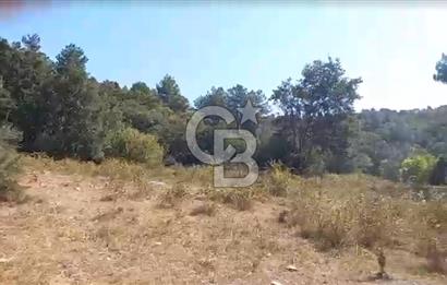 Çanakkale Ayvacık’da Ormana Cephe, Sınırından Dere Akan, Lokasyon Harikası 8,5 Dönüm Tarla!