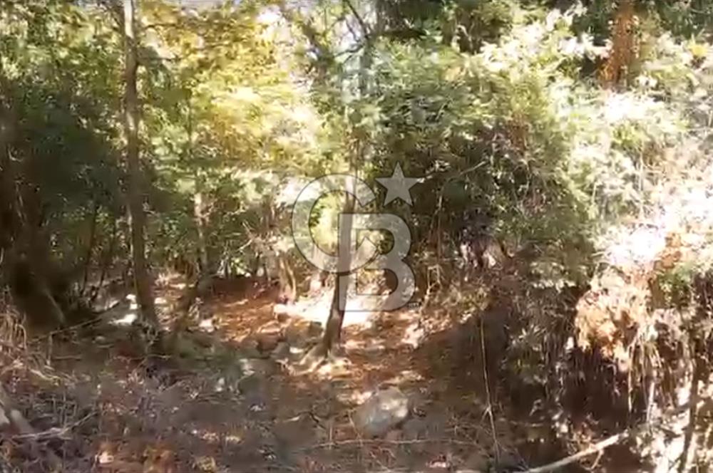 Çanakkale Ayvacık’da Ormana Cephe, Sınırından Dere Akan, Lokasyon Harikası 8,5 Dönüm Tarla!