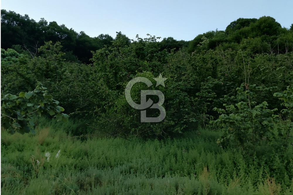 SAKARYA ARİFİYE KIŞLAÇAYDA SATILIK 12.030 M2 FINDIKLIK/ TARLA
