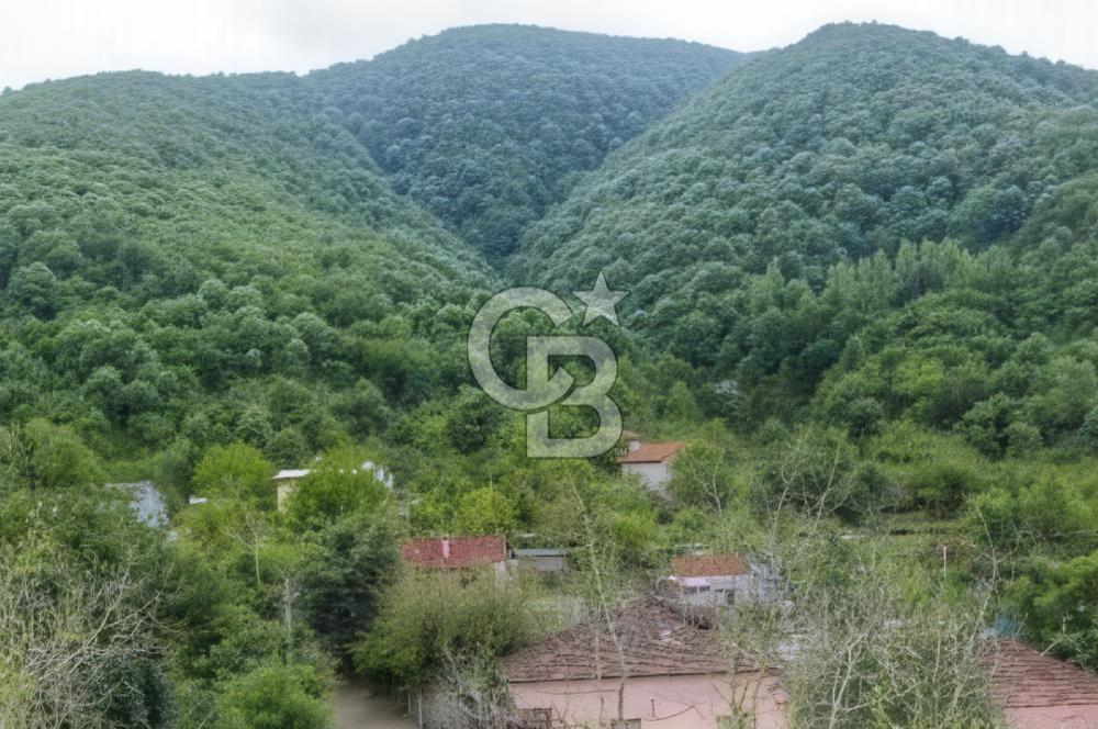 SAKARYA ARİFİYE KIŞLAÇAYDA SATILIK 12.030 M2 FINDIKLIK/ TARLA