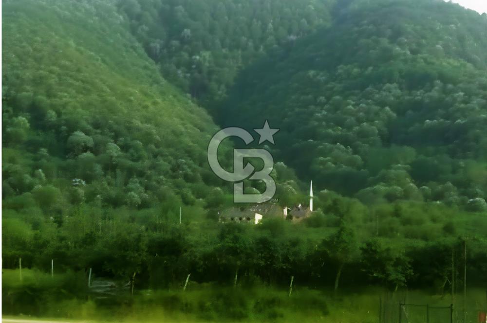 SAKARYA ARİFİYE KIŞLAÇAYDA SATILIK 12.030 M2 FINDIKLIK/ TARLA