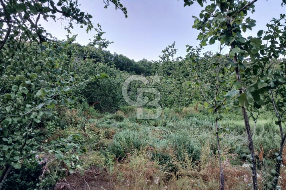 SAKARYA ARİFİYE KIŞLAÇAYDA SATILIK 12.030 M2 FINDIKLIK/ TARLA