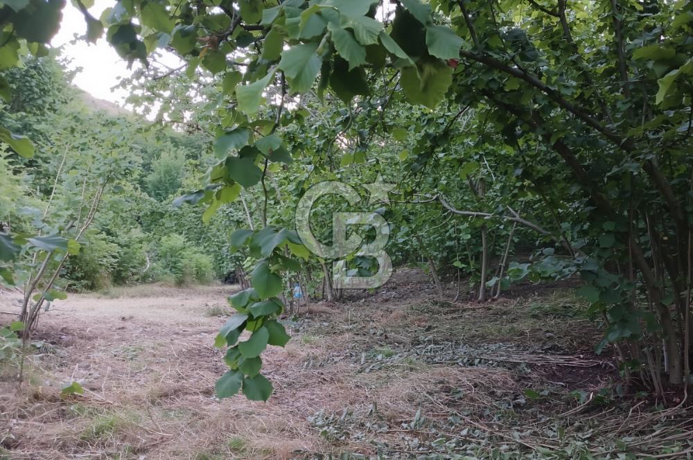 SAKARYA ARİFİYE KIŞLAÇAYDA SATILIK 12.030 M2 FINDIKLIK/ TARLA