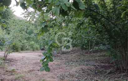 SAKARYA ARİFİYE KIŞLAÇAYDA SATILIK 12.030 M2 FINDIKLIK/ TARLA