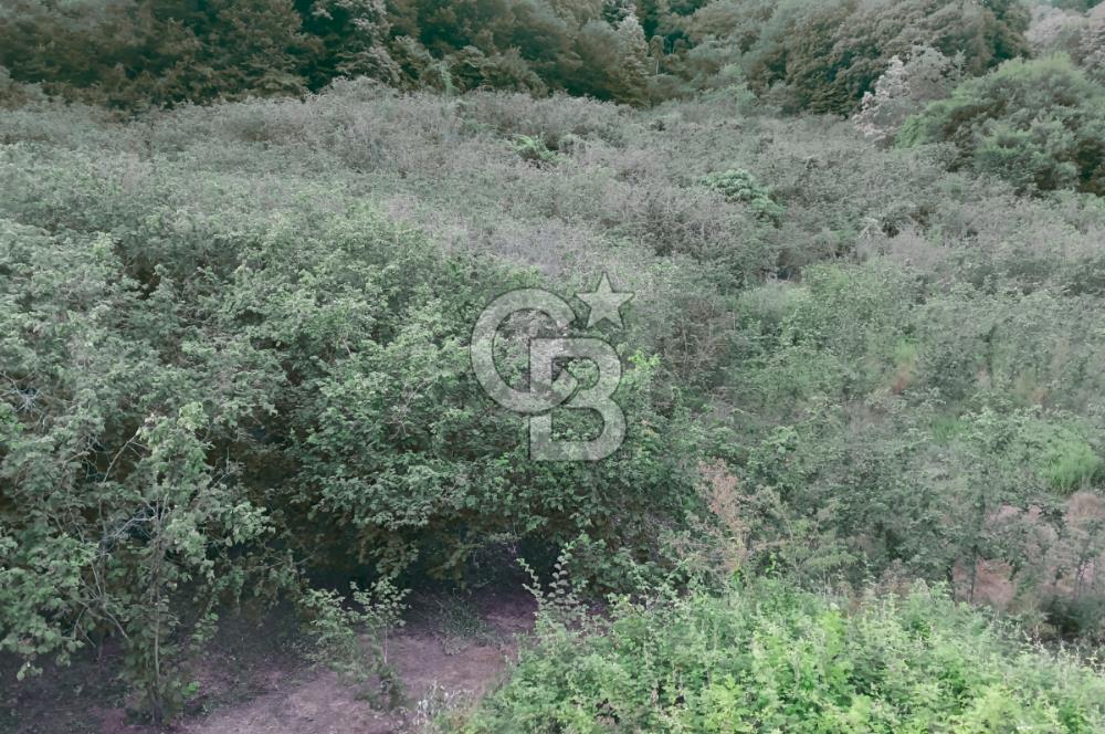 SAKARYA ARİFİYE KIŞLAÇAYDA SATILIK 12.030 M2 FINDIKLIK/ TARLA