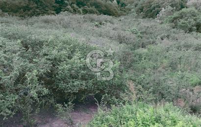 SAKARYA ARİFİYE KIŞLAÇAYDA SATILIK 12.030 M2 FINDIKLIK/ TARLA