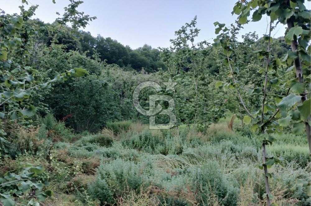 SAKARYA ARİFİYE KIŞLAÇAYDA SATILIK 12.030 M2 FINDIKLIK/ TARLA