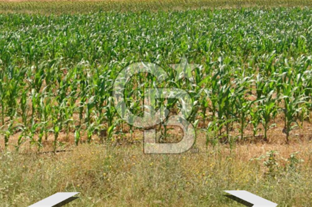 BABAESKİ DÜĞÜNCÜLÜ'DE SATILIK 12.485 M2 TEK TAPU TARLA