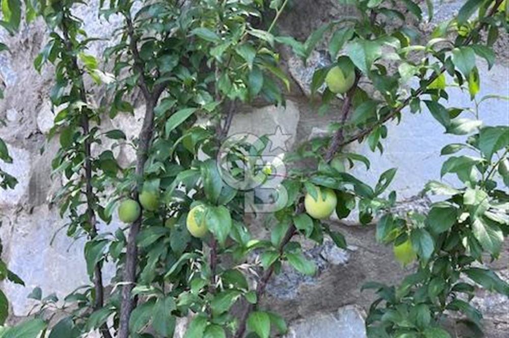 Manzaralı,Prefabrik Evli,Güneş Enerjili 1 Dönüm Zeytinlik