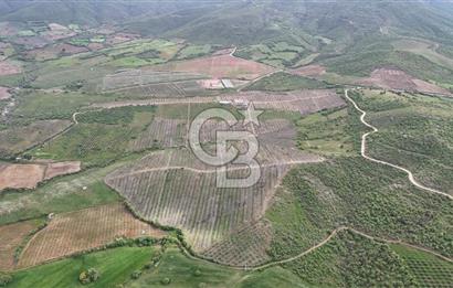 Manisa Salihli Poyrazda 275.726 M2 Entegre Ceviz İşleme Tesisi