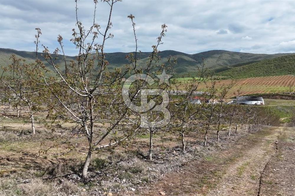 Manisa Salihli Poyrazda 275.726 M2 Entegre Ceviz İşleme Tesisi