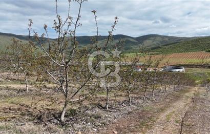 Manisa Salihli Poyrazda 275.726 M2 Entegre Ceviz İşleme Tesisi