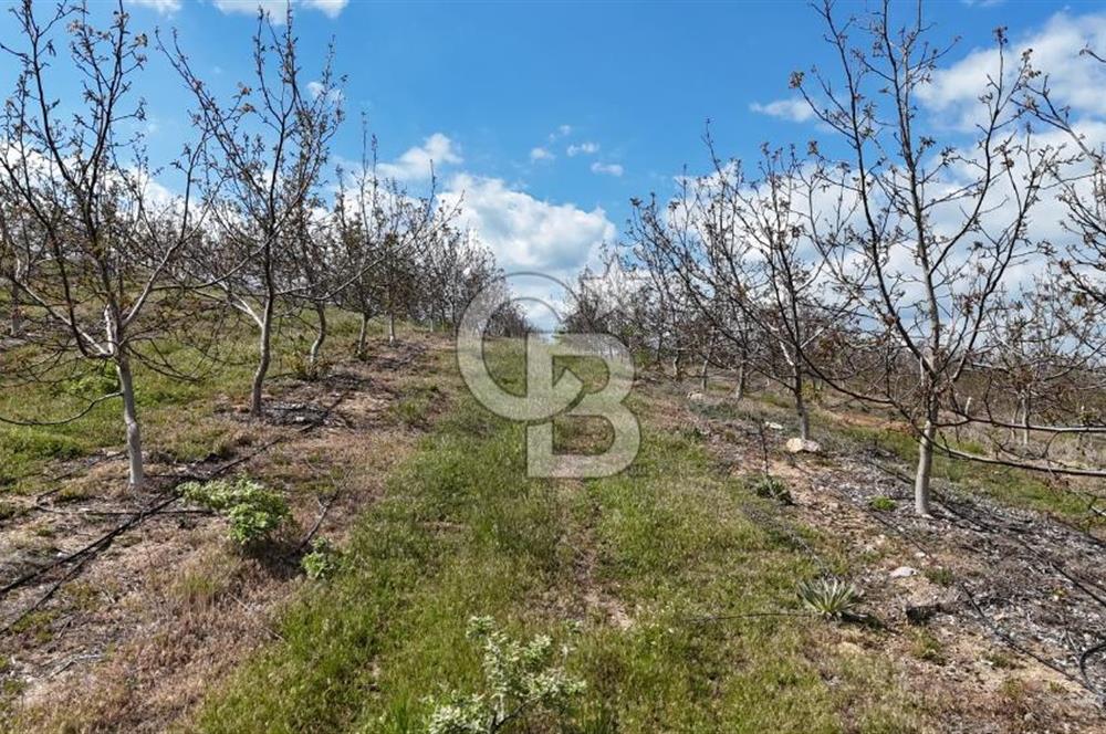 Manisa Salihli Poyrazda 275.726 M2 Entegre Ceviz İşleme Tesisi