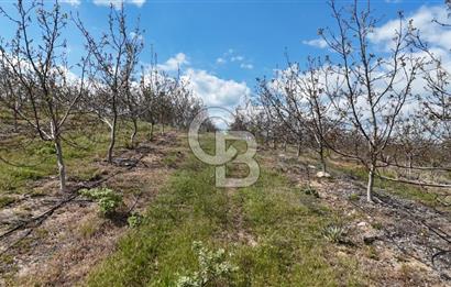 Manisa Salihli Poyrazda 275.726 M2 Entegre Ceviz İşleme Tesisi