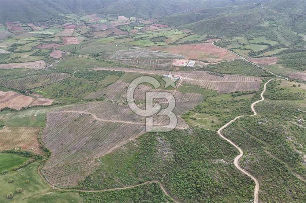 Manisa Salihli Poyrazda 275.726 M2 Entegre Ceviz İşleme Tesisi