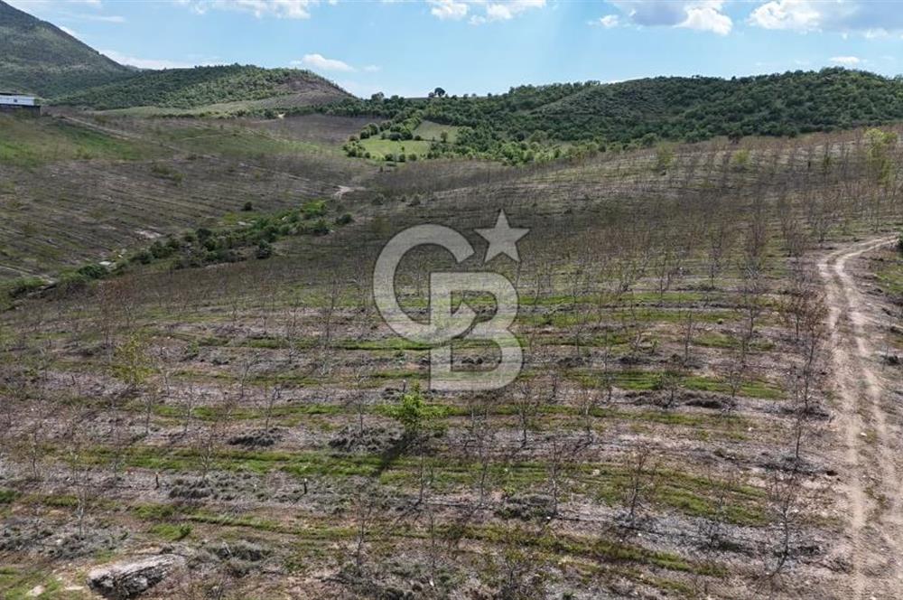 Manisa Salihli Poyrazda 275.726 M2 Entegre Ceviz İşleme Tesisi