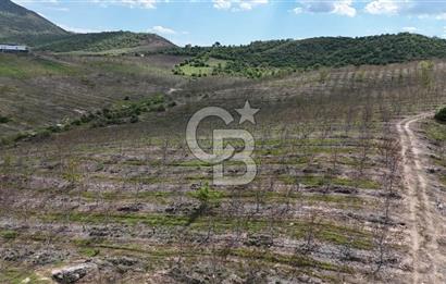 Manisa Salihli Poyrazda 275.726 M2 Entegre Ceviz İşleme Tesisi