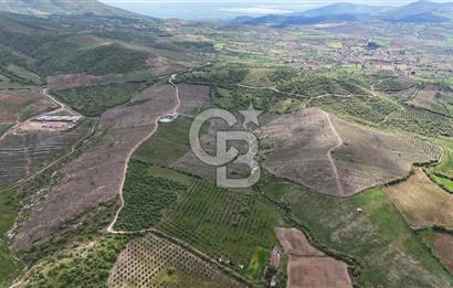Manisa Salihli Poyrazda 275.726 M2 Entegre Ceviz İşleme Tesisi