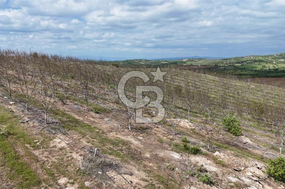 Manisa Salihli Poyrazda 275.726 M2 Entegre Ceviz İşleme Tesisi