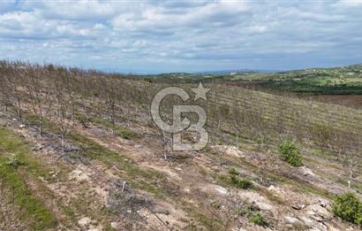 Manisa Salihli Poyrazda 275.726 M2 Entegre Ceviz İşleme Tesisi