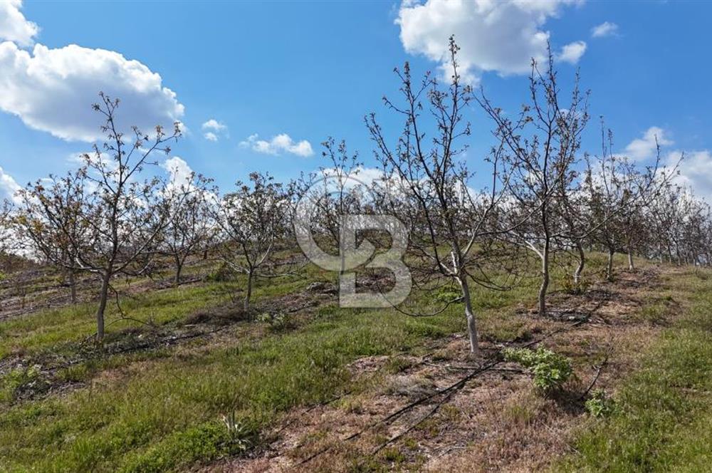 Manisa Salihli Poyrazda 275.726 M2 Entegre Ceviz İşleme Tesisi