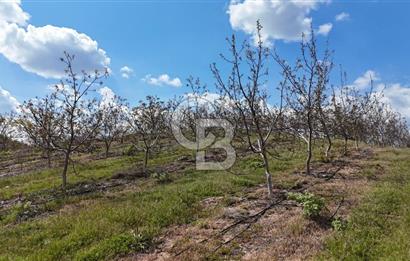 Manisa Salihli Poyrazda 275.726 M2 Entegre Ceviz İşleme Tesisi