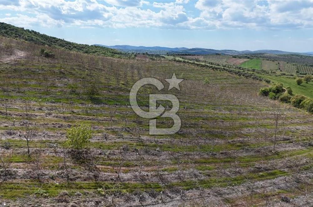 Manisa Salihli Poyrazda 275.726 M2 Entegre Ceviz İşleme Tesisi
