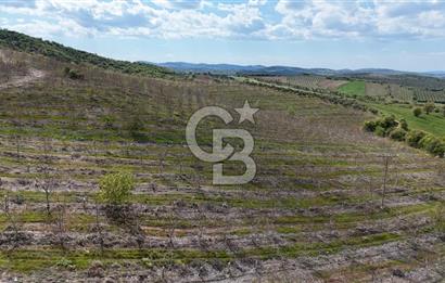 Manisa Salihli Poyrazda 275.726 M2 Entegre Ceviz İşleme Tesisi