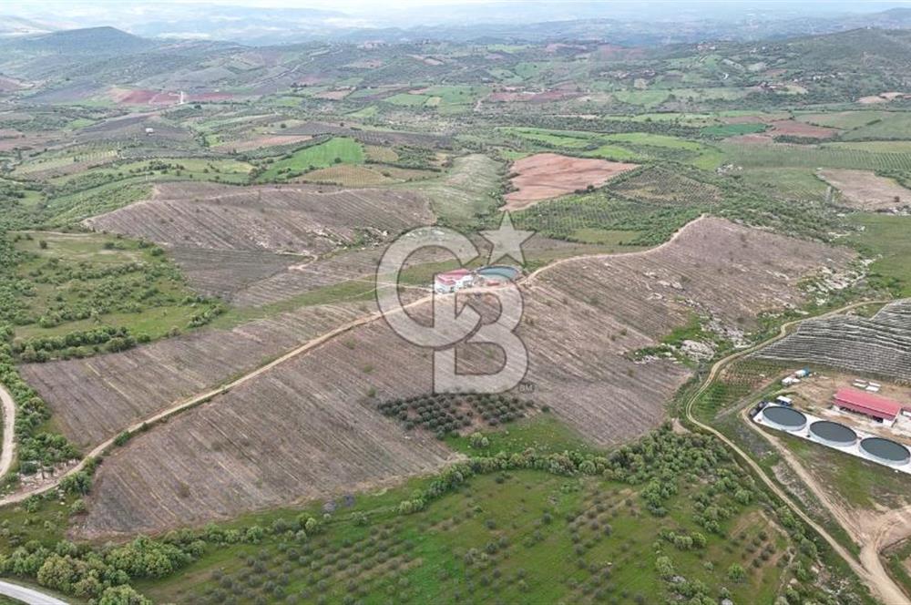 Manisa Salihli Poyrazda 275.726 M2 Entegre Ceviz İşleme Tesisi