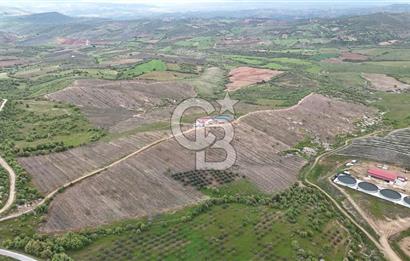 Manisa Salihli Poyrazda 275.726 M2 Entegre Ceviz İşleme Tesisi