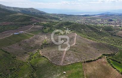 Manisa Salihli Poyrazda 275.726 M2 Entegre Ceviz İşleme Tesisi