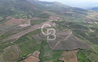 Manisa Salihli Poyrazda 275.726 M2 Entegre Ceviz İşleme Tesisi