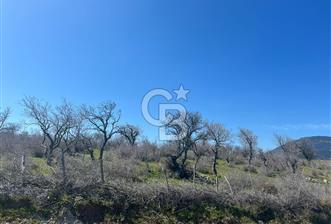 İzmir Bergama Akçenger 4 Dönüm Satılık Tarla - 4 - 356941