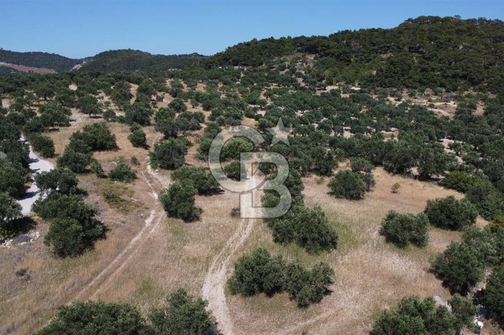 İzmir Aliağa Aşağışakran'da Satılık Deniz Manzaralı Zeytinlik