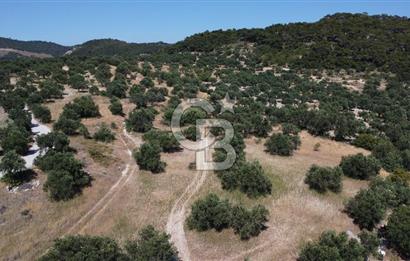 İzmir Aliağa Aşağışakran'da Satılık Deniz Manzaralı Zeytinlik