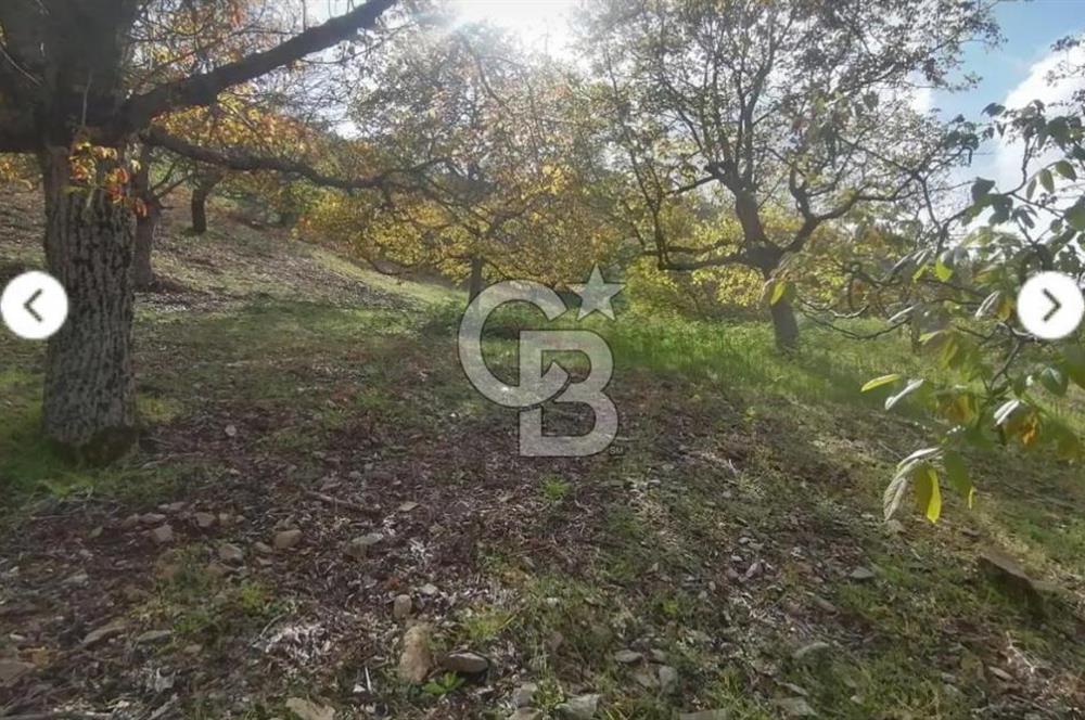İzmir Tire Merkeze Yakın 3144 M2 Fırsat Satılık Arazi