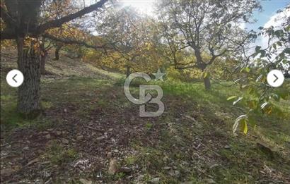 İzmir Tire Merkeze Yakın 3144 M2 Fırsat Satılık Arazi