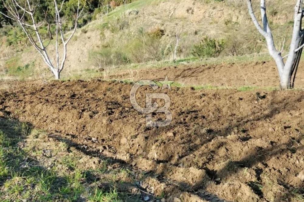 İzmir Tire Merkeze Yakın 3144 M2 Fırsat Satılık Arazi