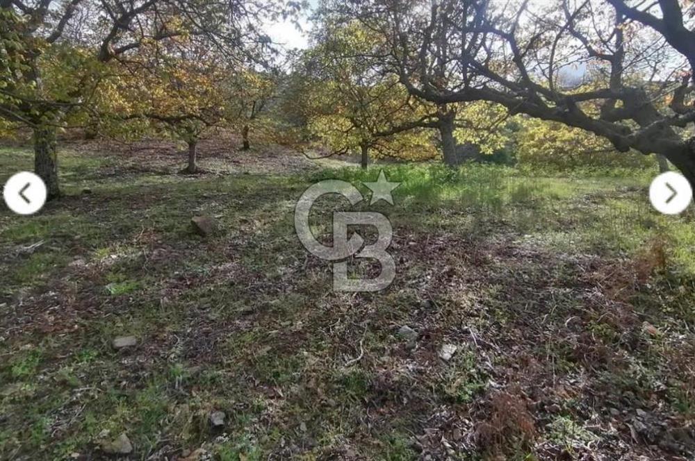 İzmir Tire Merkeze Yakın 3144 M2 Fırsat Satılık Arazi