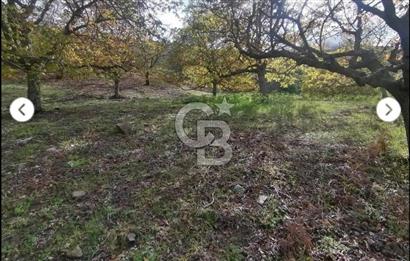 İzmir Tire Merkeze Yakın 3144 M2 Fırsat Satılık Arazi