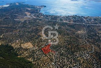 İzmir Aliağa Aşağışakran'da Satılık Deniz Manzaralı Zeytinlik - 8 - 356938