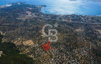 İzmir Aliağa Aşağışakran'da Satılık Deniz Manzaralı Zeytinlik