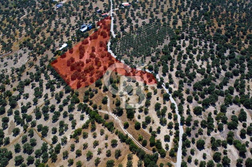 İzmir Aliağa Aşağışakran'da Satılık Deniz Manzaralı Zeytinlik